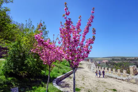 20180426_Jardin-Miguel-Delibes-Sakuras-Cerezos_KAM7729